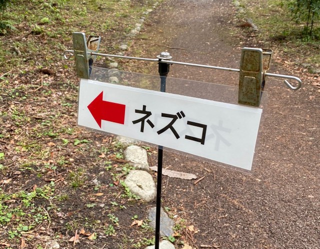 京都にも「ネズコ」がいた! 禰豆子と同じく「厳しい環境でもけなげ」に育つ|まいどなニュース