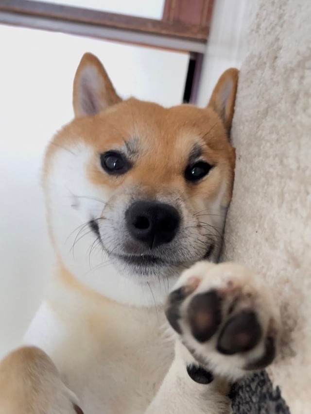 昼寝から目覚めたら ニコニコの柴犬が添い寝して待ってた 映画みたいな 幸せな瞬間 に羨望の声 まいどなニュース