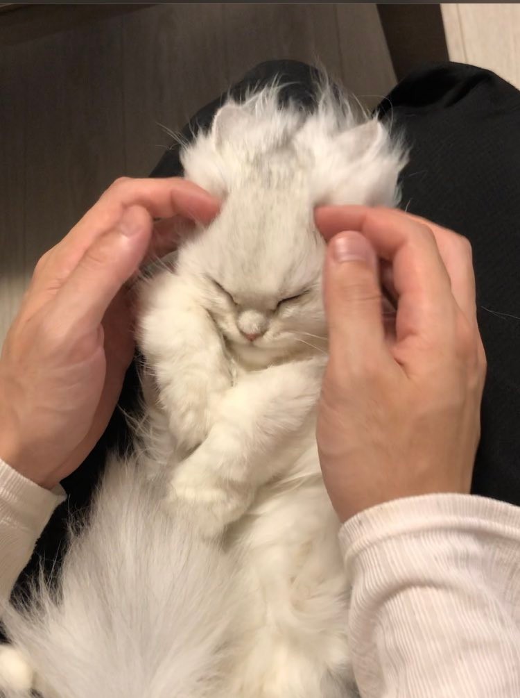 スーパーサイヤ猫 が話題 コウメちゃんは子猫なのに目力パワーにゃんこ まいどなニュース