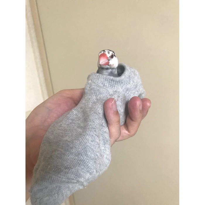 文鳥が靴下に入っただけなのに ｆ１レーサー感 がスゴイと話題に 飼い主さんに聞いた まいどなニュース