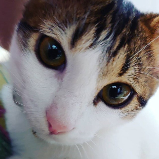 1匹目の子猫を保護した場所で また子猫の鳴き声が これは運命 2匹目も迷うことなく保護 まいどなニュース