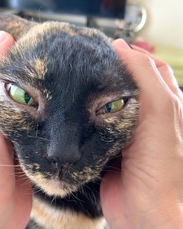 虐待で保護された猫が出産 お留守番の相棒にと迎えた子猫は まるで忍者のような運動神経だった まいどなニュース 虐待で保護された猫が出産 お留守番の相棒にと迎えた子猫は まるで忍者のような運動神経だった まいどなニュース