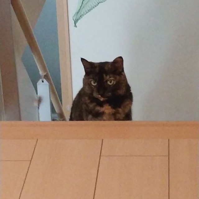 地域猫にしようと思ったサビ猫 すっかり家に居座り、いつの間にか我が 