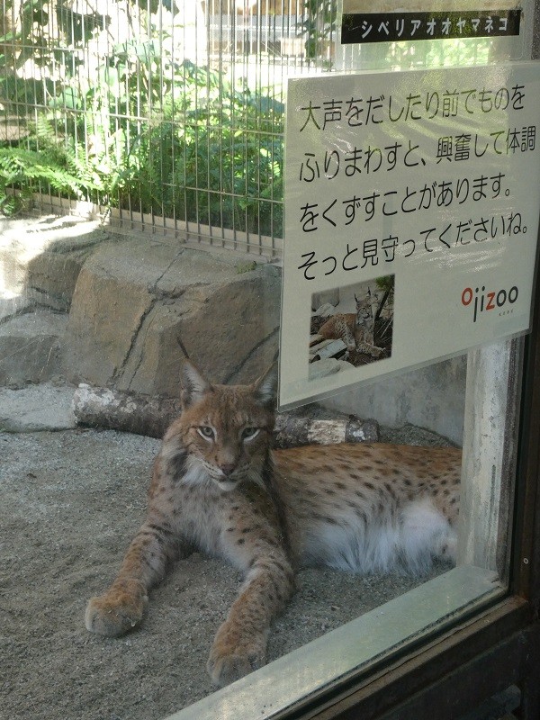 ネコだけどペットじゃないので かまいすぎず見守って 動物園のネコ科動物舎の掲示に込められた深い理由 まいどなニュース