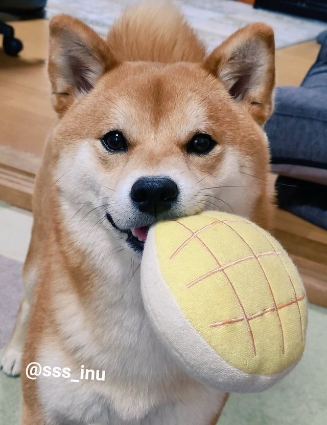 飼い主 可愛いー 柴犬 ん 可愛く首をかしげる様子に歓喜の声 ボクが可愛いのは当たり前だよ まいどなニュース