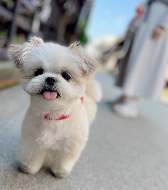 出たいのね プールでしょんぼりする子犬にキュン 最高の困り顔 もうやだって声が聞こえてくる まいどなニュース