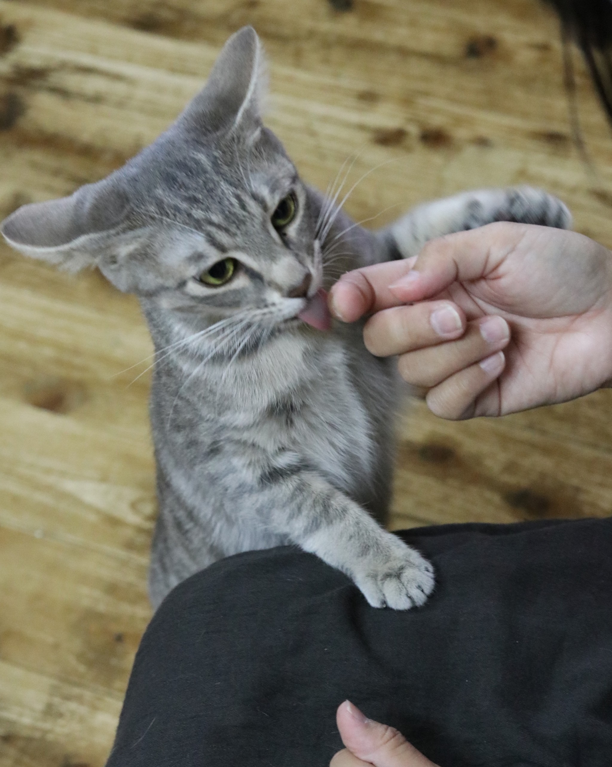 姫路で起きた小さな奇跡 猫カフェにかつて保護した猫名義で 支援金 が続々 まいどなニュース 姫路で起きた小さな奇跡 猫カフェにかつて保護した猫名義で 支援金 が続々 まいどなニュース