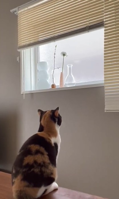 我が家の猫のジャンプ力 動画に爆笑 テーブル 窓際 見事な落下に 可愛さがジャンプ力を上回ってる まいどなニュース 我が家の猫のジャンプ力 動画に爆笑 テーブル 窓際 見事な落下に 可愛さがジャンプ力を上回ってる まいどなニュース