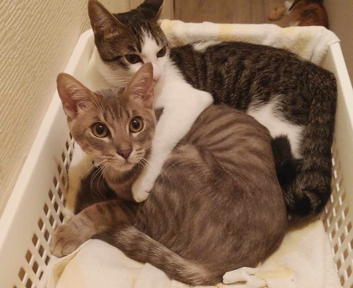 中3娘の「私、高校進学あきらめる」に胸が締め付けられる 難病の飼い猫 