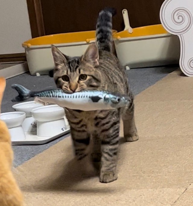 「逃げて！サザエさんが来るよ！」お魚くわえたドラ猫♪完全再現 子猫の姿にネット民「あの歌を口ずさんだ」｜まいどなニュース