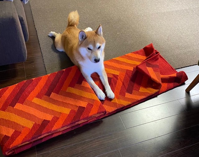 野獣用みたいなやつが届いた 注文した犬のおやつが予想外で爆笑 きっと恐竜の骨 食いしん坊な犬の夢の光景 まいどなニュース