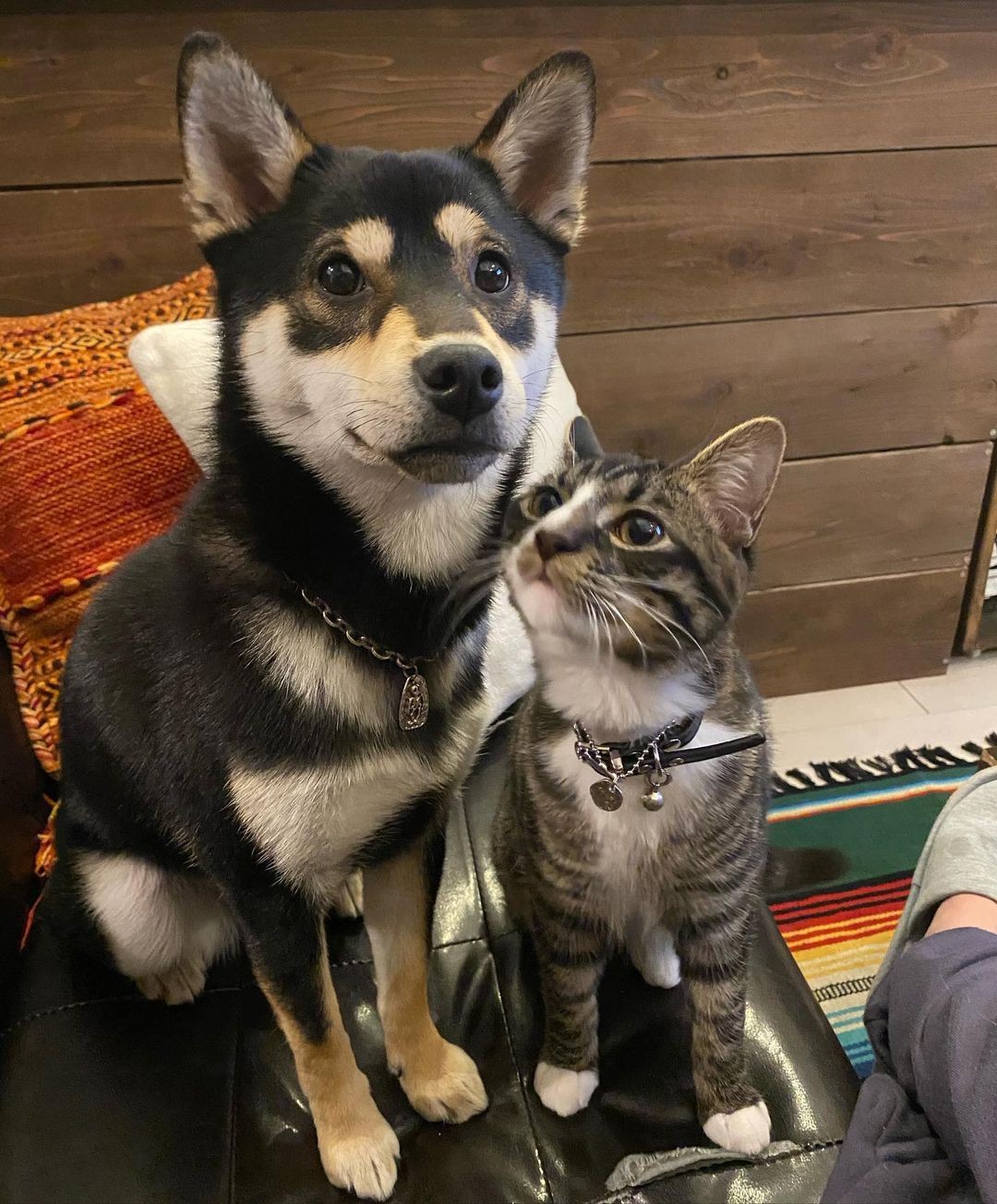 倉庫の中で鳴いていた子猫 保護した夫は猫が苦手だった 今ではお姉ちゃん黒柴と いつも家族一緒に まいどなニュース