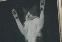 ホントに止めてw」ドヤ顔で網戸に貼りつく猫さん 「顔w」「網戸がぁぁ 