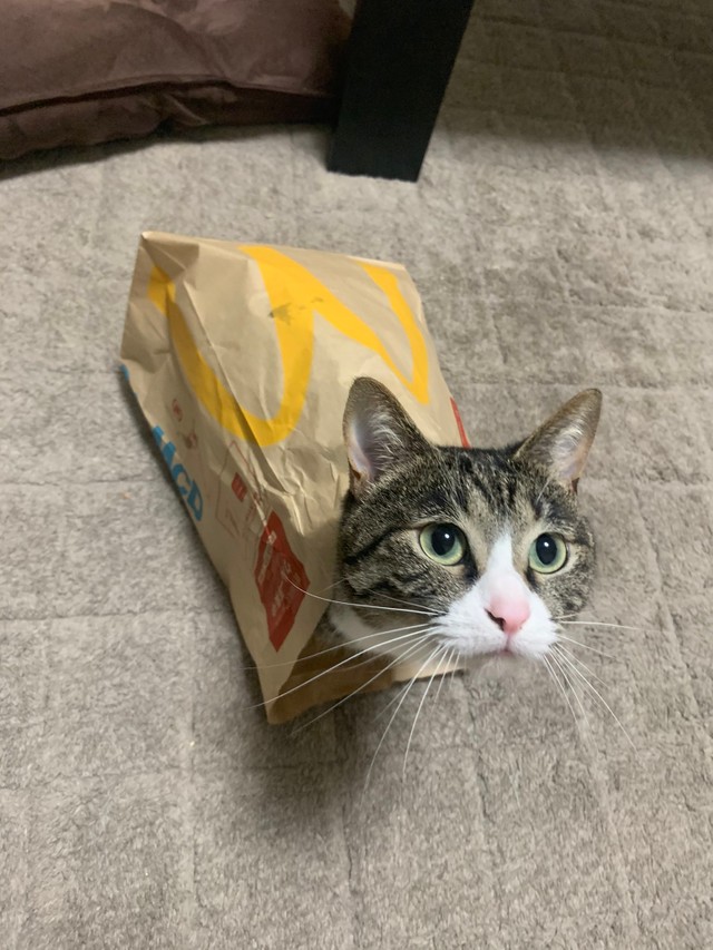 袋猫
