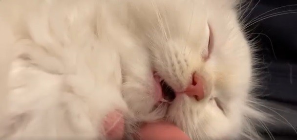えっ まさか 揺すっても起きない猫の動画 再生回数33万 私もしました とネコ飼い民から共感 まいどなニュース