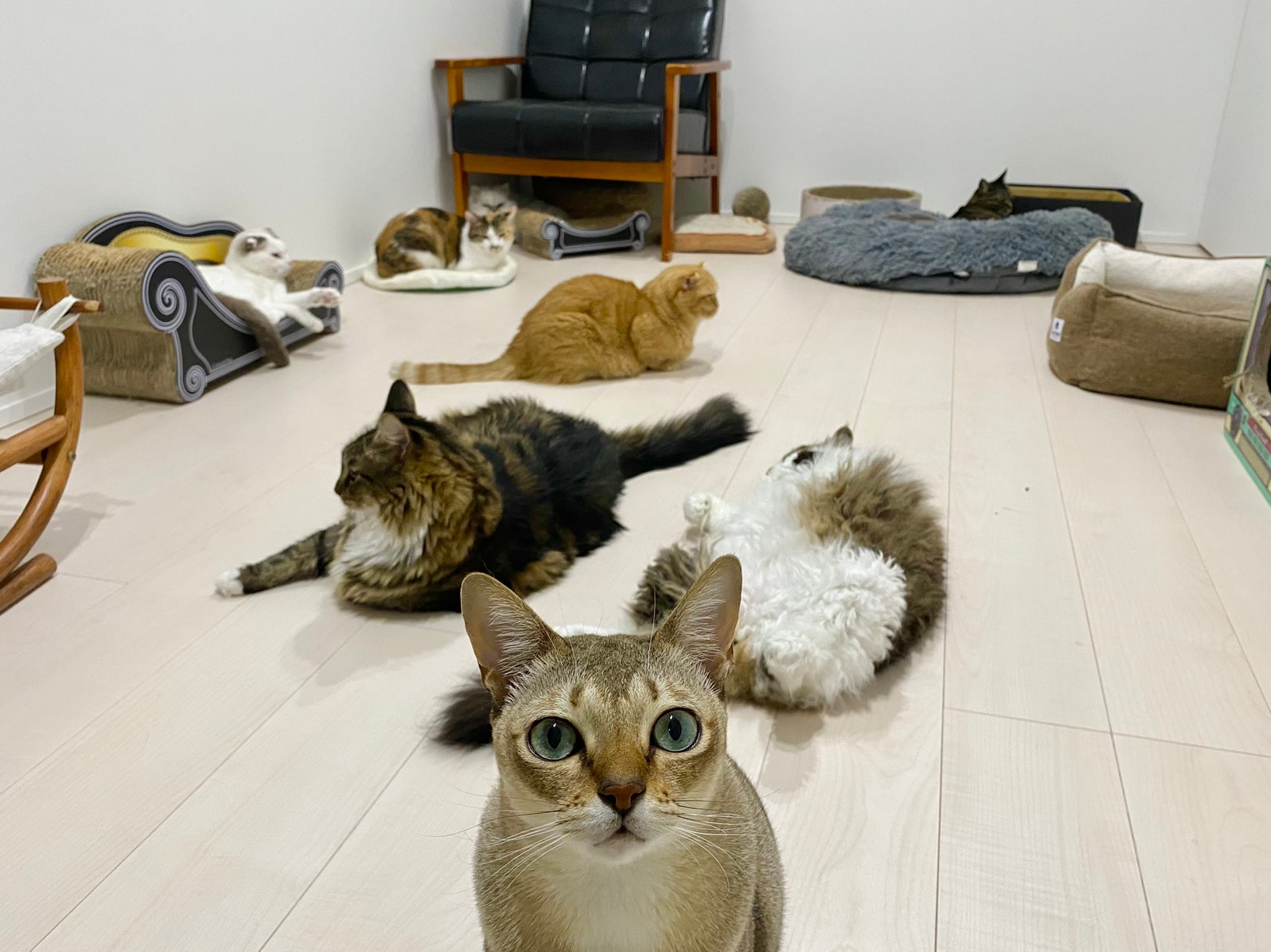 コストコのピザがデカすぎて驚きを隠せない 猫のお目々がまん丸に これ1人で食うんか まいどなニュース