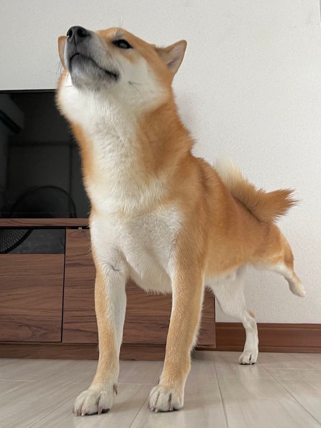 センサーの明かりが照らしたのは 暗闇で笑う柴犬 ニコニコ顔のホラー犬に爆笑 笑てる 怖ぇぇ 怪しすぎる まいどなニュース