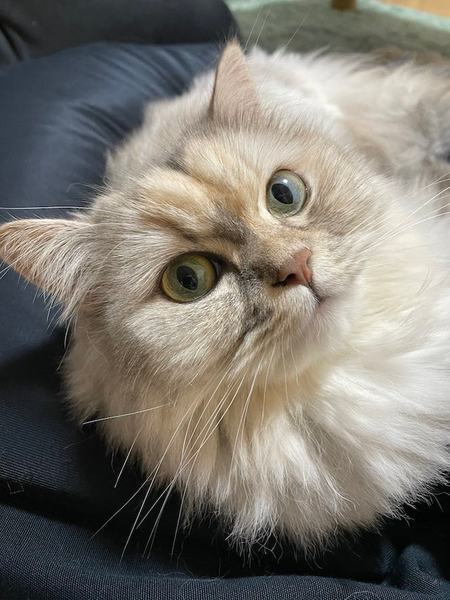 チャーハン守るニャ 食卓の最前に陣取る様子に 頑なに動かない猫あるある笑 変顔猫 と爆笑 まいどなニュース