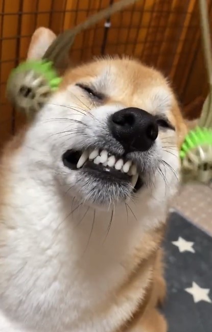 柴犬 なんか思ってたのと違う 犬用美顔ローラーでコロコロされてムキ顔に すんごい怒ってますけど 大丈夫 まいどなニュース