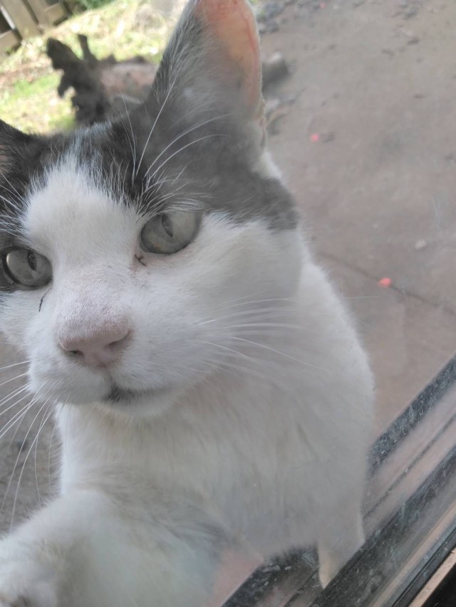 首に針金 矢が刺さり大けが 猫の虐待 千葉で相次ぐ 保護ボランティア 地域猫を狙う悪質な犯行 まいどなニュース