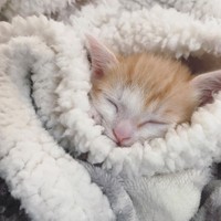 猫を引き取り間もなく妊娠、子猫が4匹生まれて8匹の大家族に 協力し