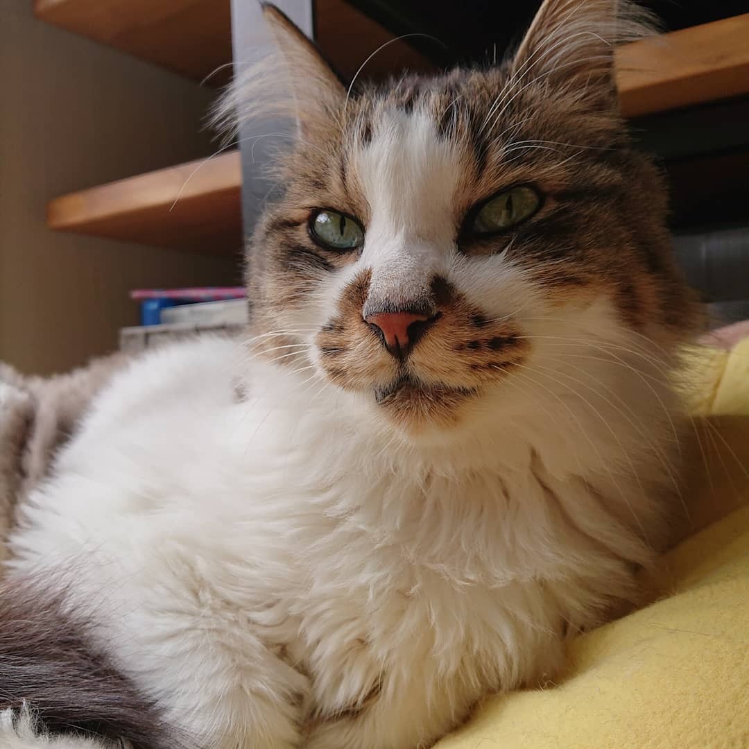 反対していた夫もメロメロに 猫向き の新居に引っ越し そしてモフモフな子猫に出会った まいどなニュース