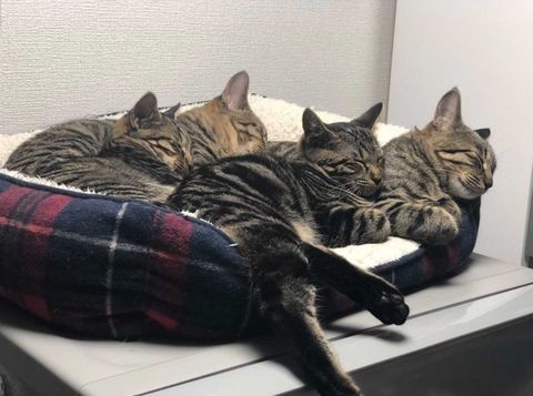 猫を引き取り間もなく妊娠、子猫が4匹生まれて8匹の大家族に 協力し