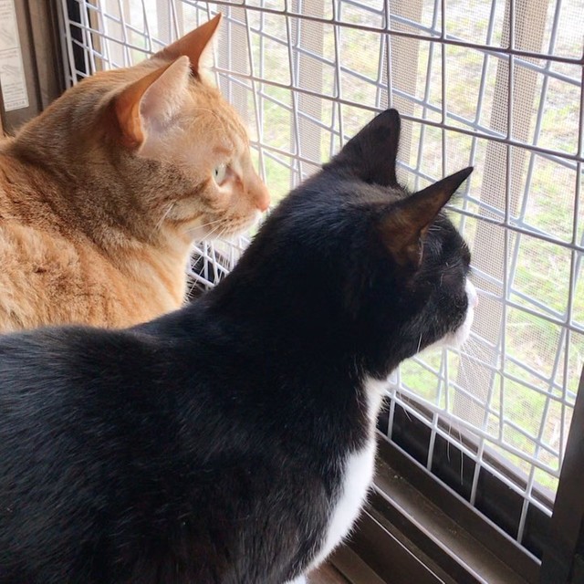保健所行きを目前で逃れた子猫 愛犬を亡くして沈みがちだった毎日を 