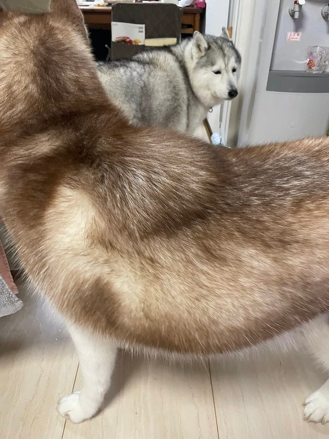 シベリアン たぬきー キリッとしたイメージを覆すタヌキ顔の かわゆい系 ハスキーが話題 ポメラニアンかと まいどなニュース