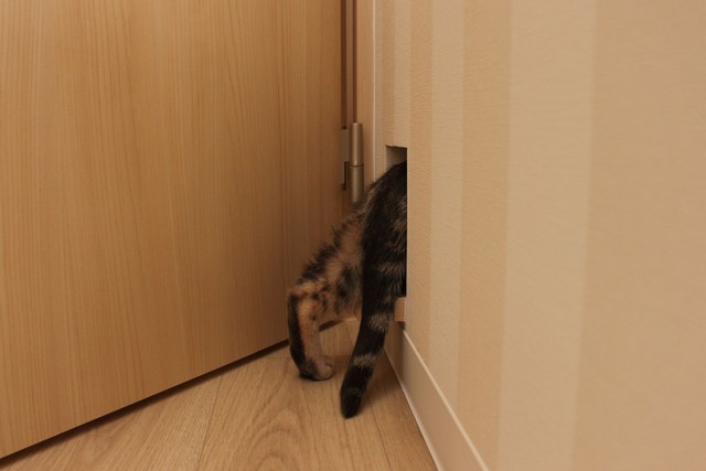 猫好きの猫好きによる猫のためのアパートが神戸に誕生 フェリシモ猫部 