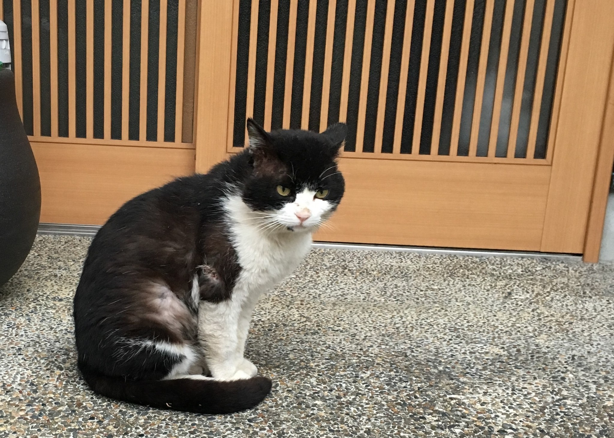 クロクロがいた夏 自宅の門の前で私を待ち伏せしていた猫 いつしか特別な存在に まいどなニュース