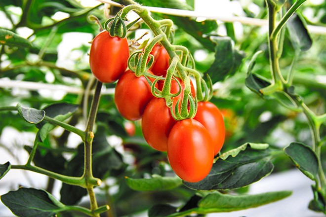 First genome edited tomato variety gets nod from ministry : The Asahi Shimbun - Vimarsana News