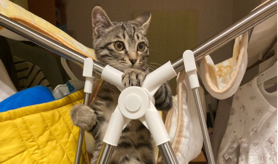 助けてにゃ 物干しスタンドでフリーズする子猫に爆笑 どうしてそうなった まいどなニュース
