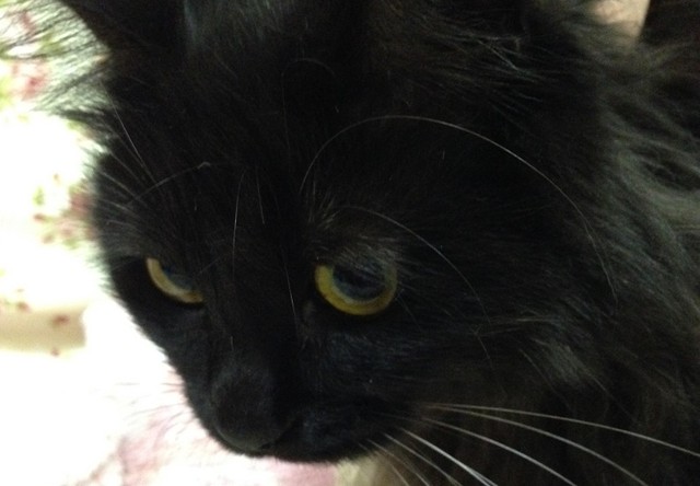 出産後、ガリガリにやせて息絶えた母猫 子猫たちの運命はu2026｜まいどな 