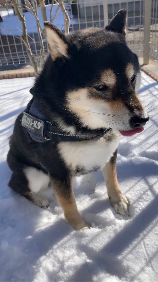 雪が大好きな柴犬と一緒なら 雪かきツラいが 笑顔が見れる 疲れも吹っ飛ぶ犬の姿に なぜか素人は黙っとれ感ある 笑 まいどなニュース