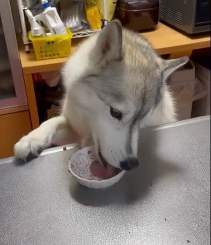 それ猫のご飯やねんけどなぁ キッチンで子猫の餌を立ち食いする犬 必死過ぎて可愛い まいどなニュース