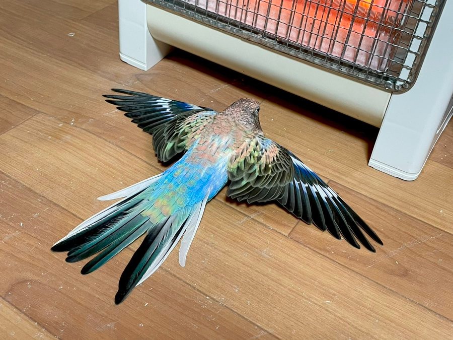 インコだって暖まりたい ヒーターの前で扇のように羽を広げる姿が話題 飼い主 ヒーター出すといつもこう まいどなニュース