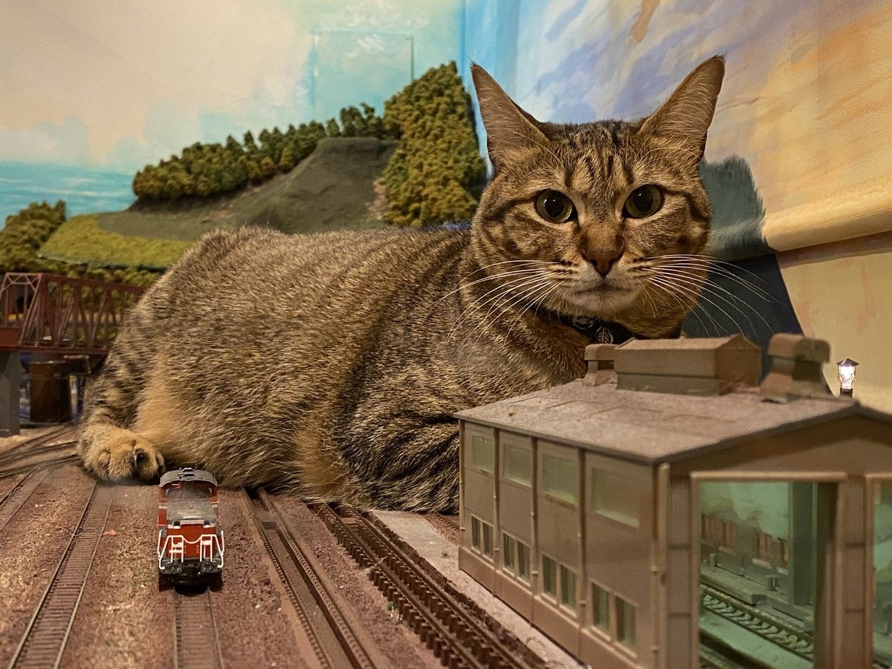 巨大猫が出現 鉄道が襲われた ジオラマを闊歩する保護猫親子に衝撃 コロナで経営危機の食堂も救う まいどなニュース