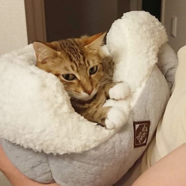 押し入れで産まれた子猫 寂しい猫の良き相棒に 飼い主さんにも おはよう おかえり を欠かさない まいどなニュース