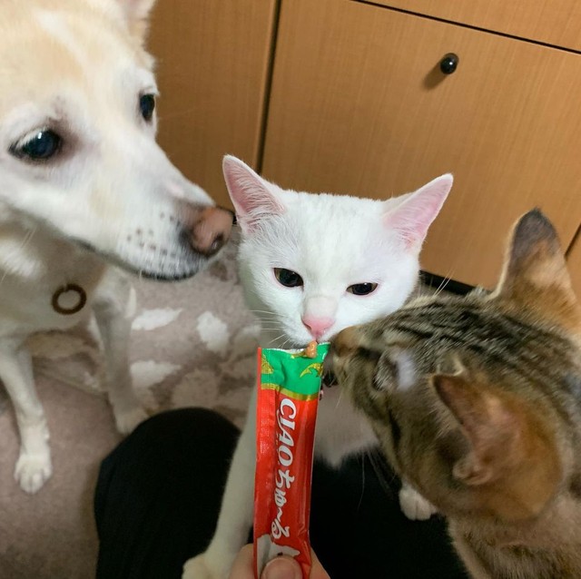 譲渡サイトで見つけた目元の優しい犬 控えめな子だったが 子猫を迎えたら活発になって笑顔が増えた まいどなニュース 譲渡サイトで見つけた目元の優しい犬 控えめな子だったが 子猫を迎えたら活発になって笑顔が増えた まいどなニュース