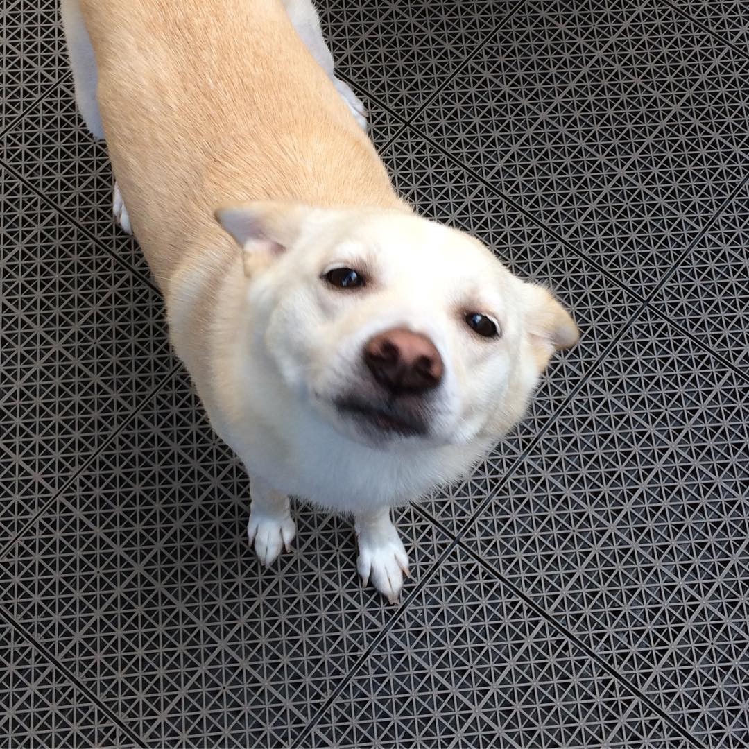 譲渡サイトで見つけた目元の優しい犬 控えめな子だったが 子猫を迎えたら活発になって笑顔が増えた まいどなニュース