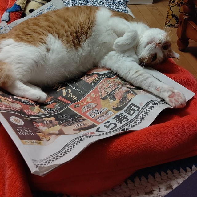 ペットロスの飼い主に幸せ運んだ保護猫 チワワを亡くした悲しみが癒された まいどなニュース