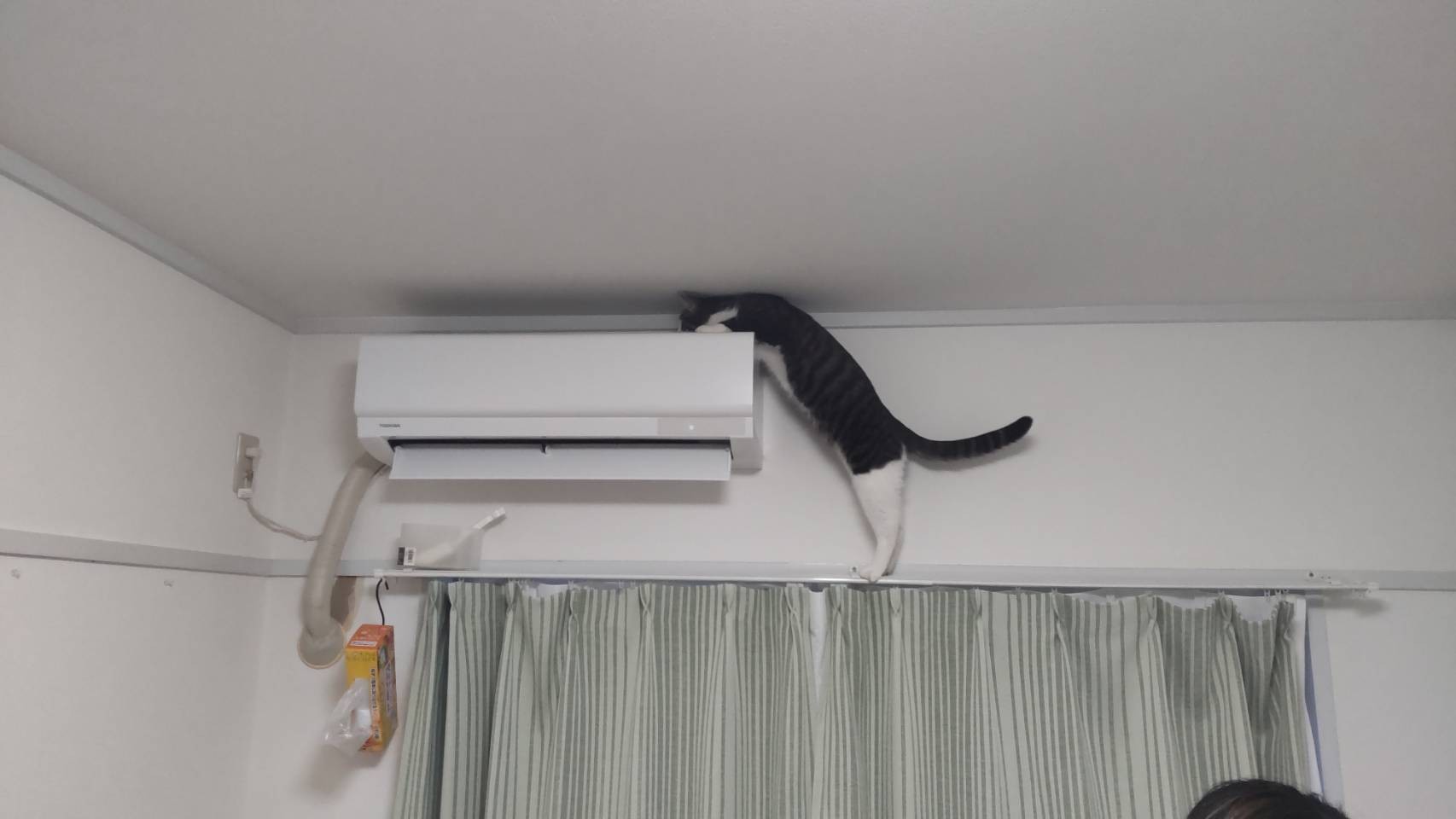 エアコン設置に 猫が乗れないよう天井ギリギリでお願いします 隙間を攻める姿に 猫は液体だ まいどなニュース