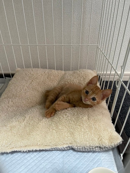 可愛すぎて泣いた 子猫のコロコロ遊びにキュン 何回も見ちゃう めっちゃ楽しそう まいどなニュース