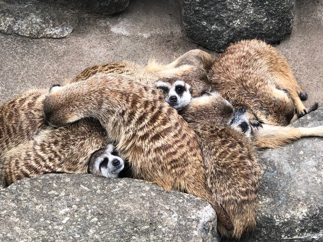 白目にもなるよね 暑すぎて目を剥くミーアキャットに同情の声 心配で思わず揺さぶりたくなる 汗 まいどなニュース