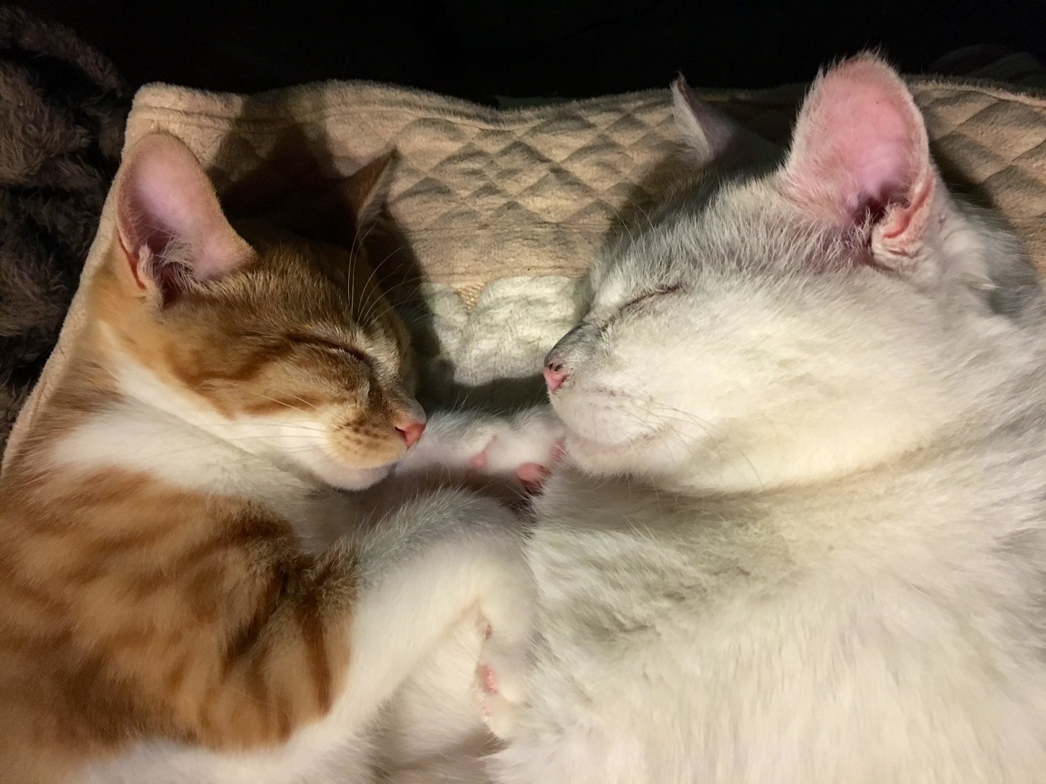 猫の毛も借りたい 飼い猫の抜け毛で作った ヅラ が話題 とてもナチュラルです ちょんまげ風スタイル最高 まいどなニュース