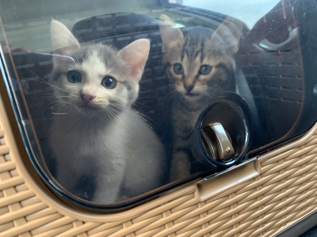 7匹の子猫を育てる母猫の姿に感動 車庫に 不法侵入 ながらも野良猫一家を保護 まいどなニュース