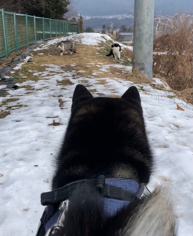 雪が大好きな柴犬と一緒なら 雪かきツラいが 笑顔が見れる 疲れも吹っ飛ぶ犬の姿に なぜか素人は黙っとれ感ある 笑 まいどなニュース