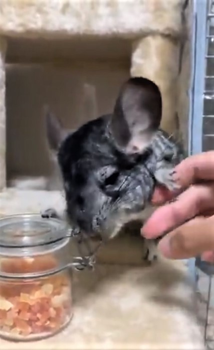 パパイヤをあげようと チンチラ ダメダメ それ僕の 小さなお手てで体を張って阻止する様子が可愛すぎ まいどなニュース