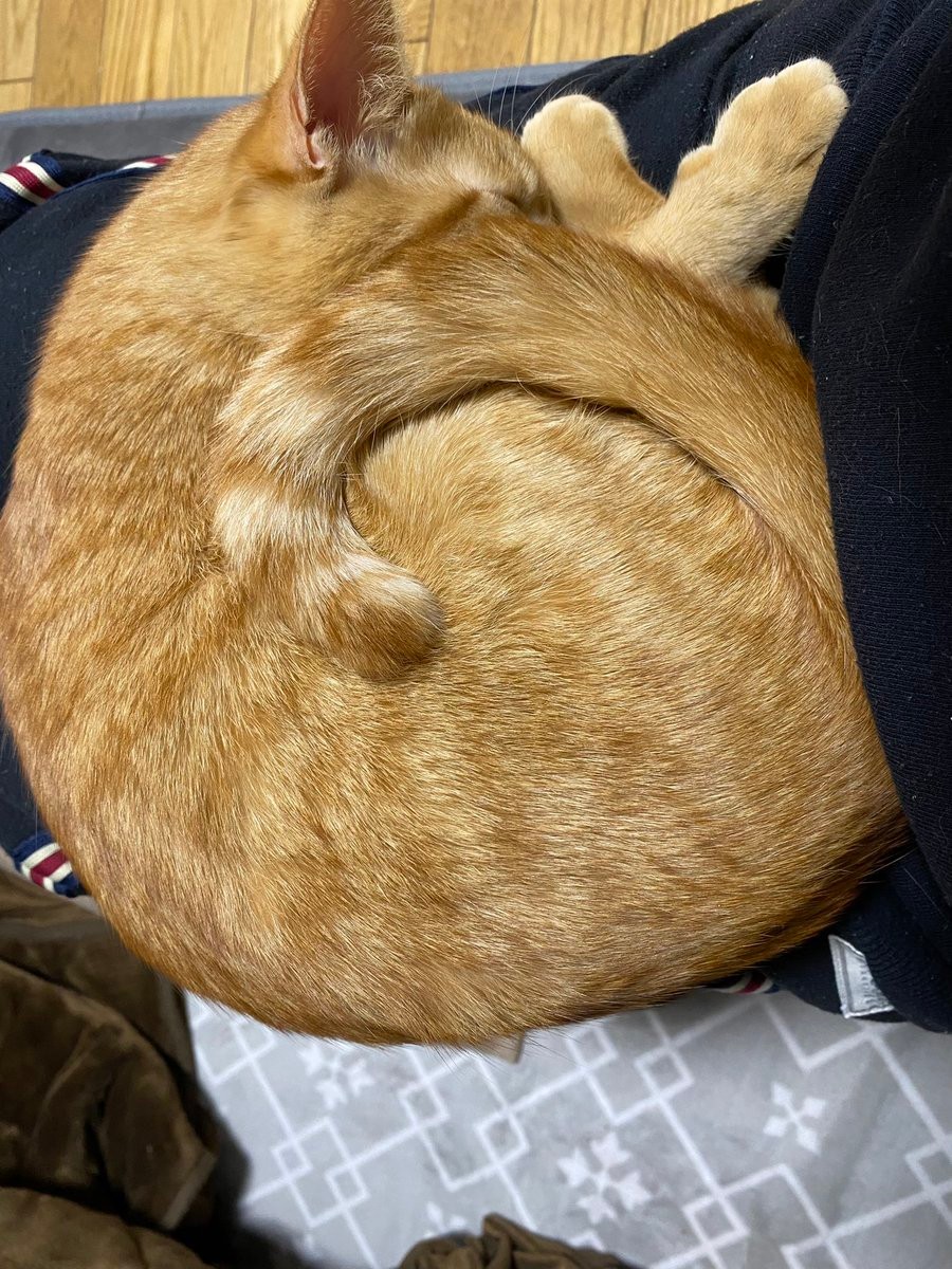なんでそうなった 猫鍋がアクロバットすぎると話題 なにか違いますよね 吹きこぼれてますよー まいどなニュース なんでそうなった 猫鍋がアクロバットすぎると話題 なにか違いますよね 吹きこぼれてますよー まいどなニュース